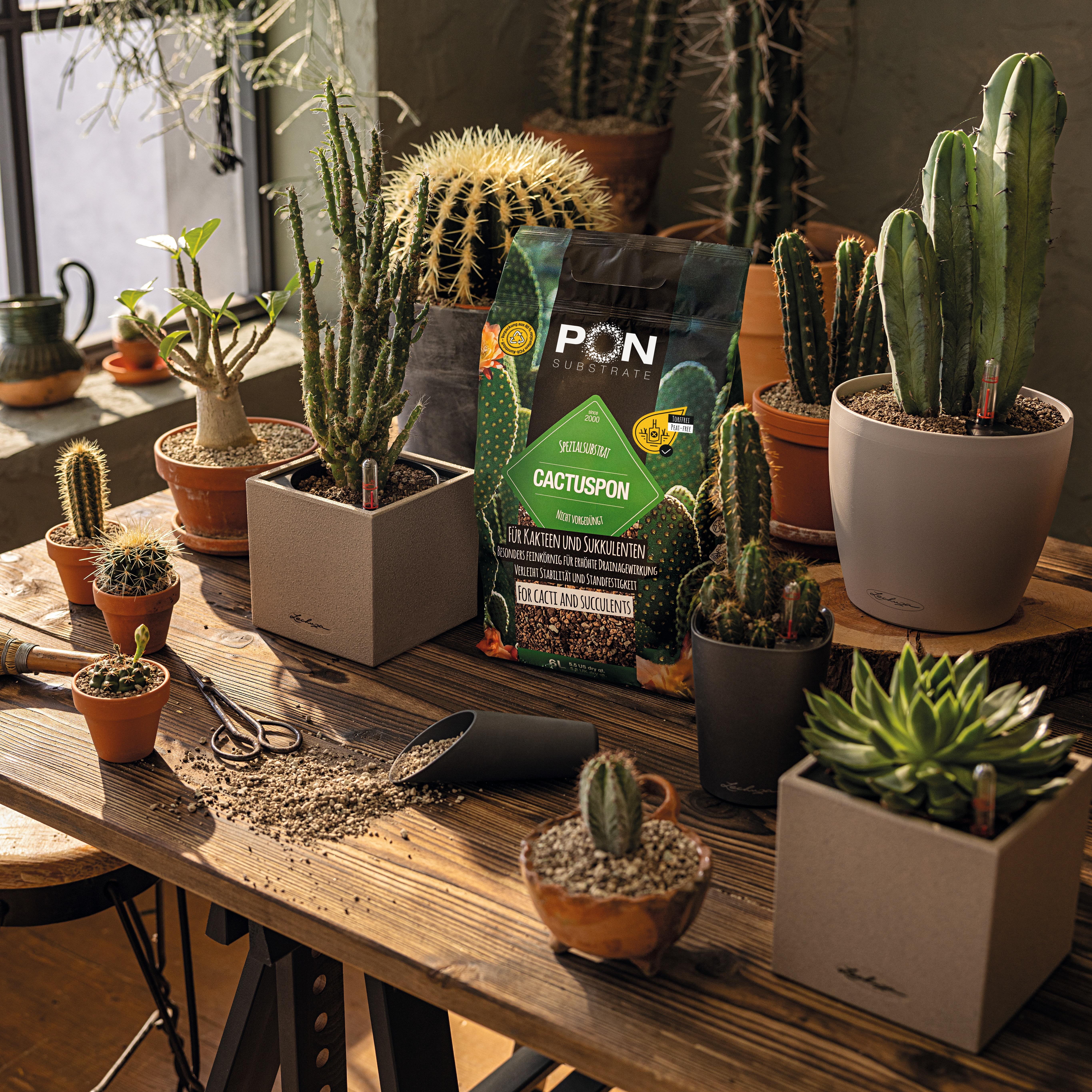 le_cactuspon_product_addi_02